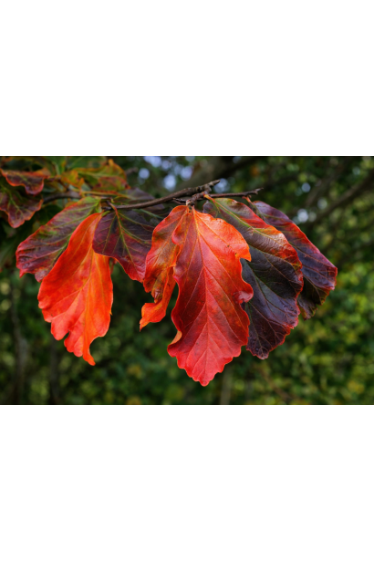 Parrotia persica